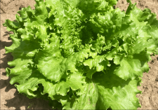 local, organic lettuce